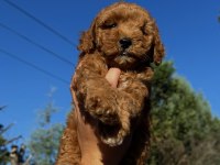 WC EĞİTİMLİ TOY POODLE YAVRUMUZ YENİ YUVASINA HAZIR