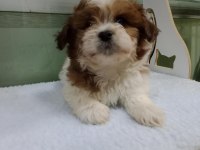 Morkie köpeğimiz