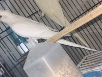 Albino lutino takım sultan papağanı