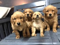 Golden retriever 2 aylık Yavru