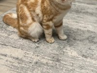 Scottish Fold Kedimiz