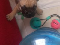 Sağlıklı fransız bulldog yavrular