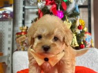 Mağazamızdan Dünya Tatlısı Maltipoo Yavrular