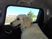3 yaşında dişi golden retriever