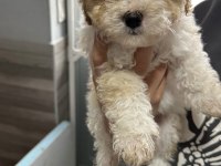 En özel Maltipoo bebekleri