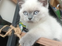 Neşeli british shorthair patiler