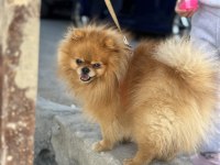 2 Yaşında Pomeranian Boo