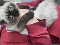 British shorthair erkek kedimiz