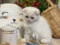 Odd Eyes Kar Beyazı Scottish Fold Kedimiz