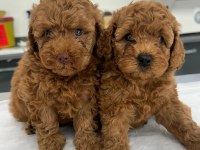 İLK DOĞUM İLK YAVRULAR POODLE