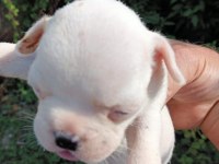 French Bulldog Yavrular İster Anne İle İster Tek