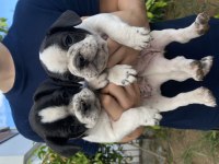 BODRUMDAN ORJİNAL FRANSIZ BULLDOG KÖPEKLER