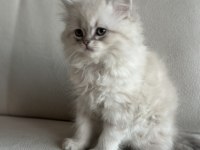 BLUE POİNT YAVRU KEDİLER YUVASINI ARIYOR