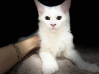 Muhteşem Görünümlü Beyaz Maine Coon