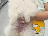 Boo Pomeranian Beyaz Dişi