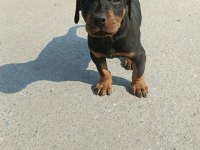 Doberman dişi erkek mevcuttur