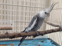 2 yaşında erkek wf sultan papağanı