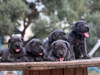Muhteşem Cane Corso Köpeklerimiz
