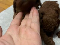 Toy Poodle Köpeğimiz