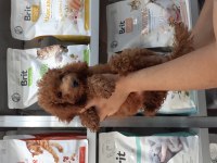 POODLE YAVRULARIMIZ YENİ YUVASINI ARIYOR