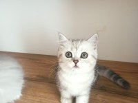 British Shorthair / Longhair Yavrularımız