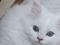 Pamuk Gibi Beyaz Renkli Gözlü Scottish