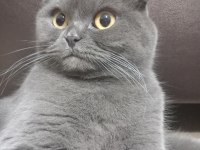 Scottish fold dişi