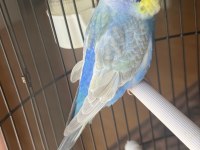 Genç Rainbow Erkek Yavru Muhabbet Kuşu