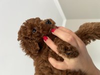 DÜNYANIN EN AKILLI IRKI POODLE EVİNE GİTMEYE HAZIRLAR