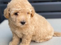 Maltipoo yavrularımız