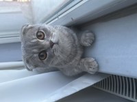 Erkek scottish fold kedimize çift aranmaktadır