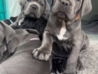 İTALYAN TANKI CANE CORSO DÜŞMANA SAF SIKINTI