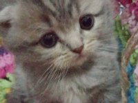 İlk görüşte aşk scottish fold