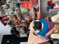 Tospik pug oyuncu dişi