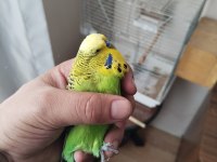 Muhabbet Kuşu Kaçıran Üzülür