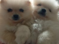 Sağlıklı Pomeranian Boo Yavrularımız