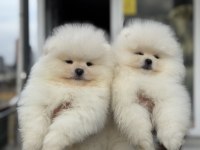 Show kalite pomeranian yavrular ziyarete açık