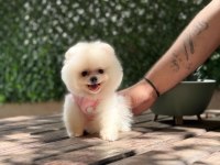 SAĞLIK VE IRK GARANTİLİ POMERANİAN KÖPEĞİ