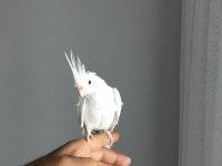 90 Günlük Albino Sultan Papağanı