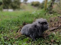 Safkan hollanda lop tavşanı yavruları