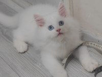 British longhair Kedisi