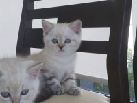 Scottish Straight yavrular yeni yuvalarına hazır