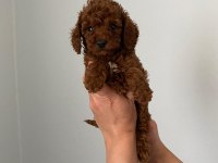 Red brown Toy Poodle Yavrum