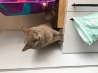 Oğluma eş arıyoruz british shorthair