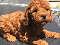 TOY POODLE YAVRULARI