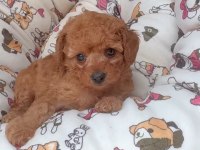 TOY POODLE KÖPEĞİ İZMİR