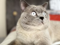 2 yaş tecrübeli british shorthair oğlumuza eş