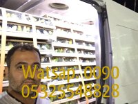 A kaliteli muhabbet kuşları mevcuttur