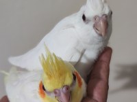 Evcil bebek sultanlar