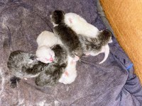 Rezerveye açık british shorthair yavrular (sadece yavrular)